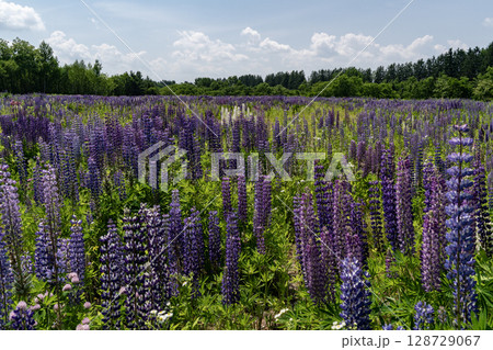 ルピナスの大地 128729067
