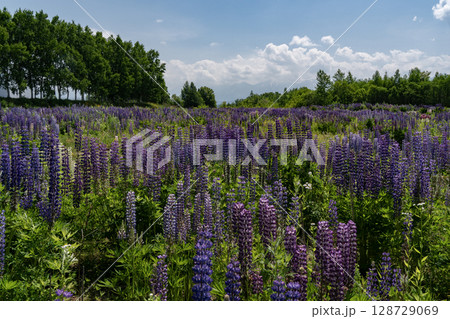 ルピナスの大地 ルピナスの大地 128729069
