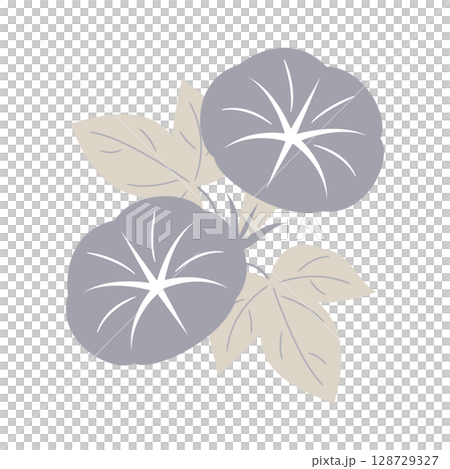 牽牛花插圖（兩朵花，柔和的灰色，簡單的構圖） 128729327