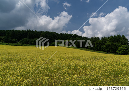 キカラシの丘 128729566