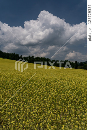 キカラシの丘 128729582