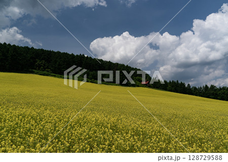 キカラシの丘 128729588