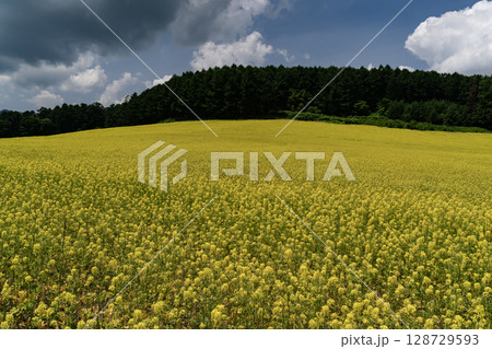 キカラシの丘 キカラシの丘 128729593