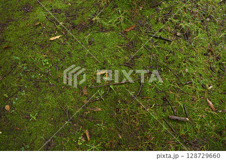 雨に濡れてしっとり青々と茂る苔の背景用テクスチャ 128729660