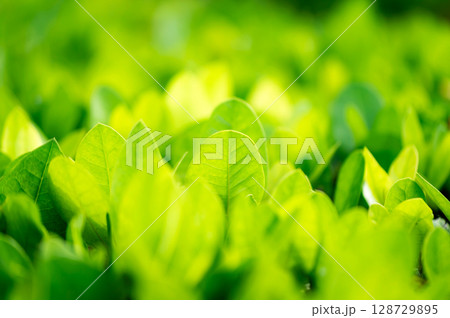 Beautiful dark green leaf texture, spot shot, natural green leaves used as background for nature wallpaper or tropical cover Beautiful dark green leaf texture, spot shot, natural green leaves used as background for nature wallpaper or tropical cover 128729895