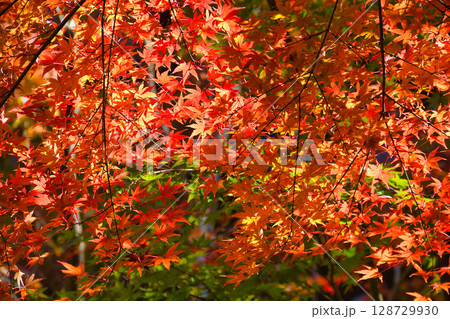 鎌倉 一条恵観山荘の美しい紅葉(神奈川県鎌倉市) 鎌倉 一条恵観山荘の美しい紅葉(神奈川県鎌倉市) 128729930