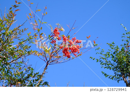 真赤な南天の実　青空に映える　【相模原市津久井　12月】 128729941