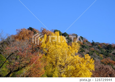 紅葉の城山を背にいちょう黄葉　【相模原市津久井　12月】 128729944