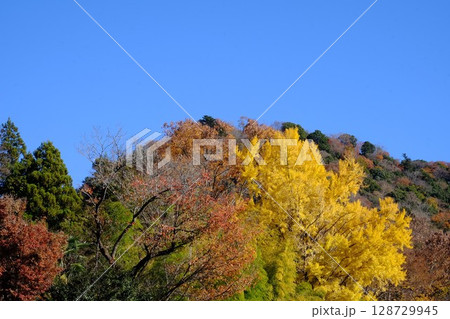 青空に城山といちょう黄葉　【相模原市津久井　12月】 128729945