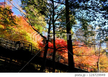 紅葉の散策路　【相模原市津久井　12月】 128729949