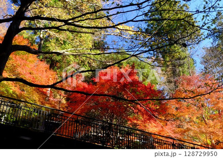 散策路の紅葉 【相模原市津久井 12月】 散策路の紅葉 【相模原市津久井 12月】 128729950
