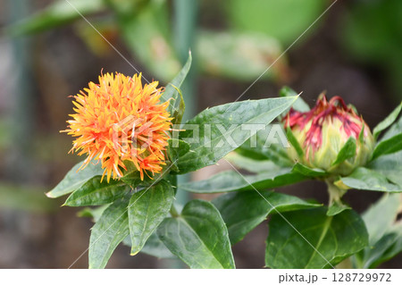 ベニバナ Safflower ベニバナ Safflower 128729972
