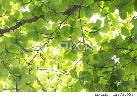 fresh green spring leaves background fresh green spring leaves background 128730055