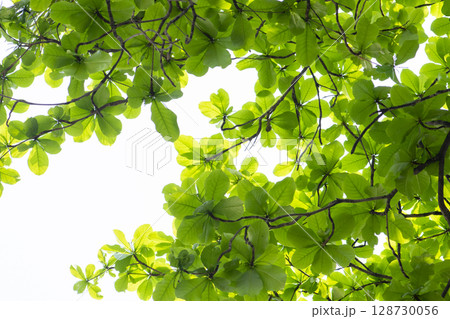 fresh green spring leaves background 128730056