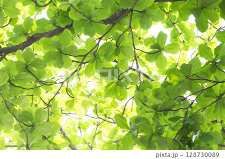 fresh green spring leaves background fresh green spring leaves background 128730089