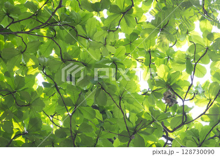 fresh green spring leaves background fresh green spring leaves background 128730090
