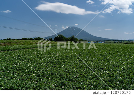 ジャガイモの花咲くニセコ 128730176