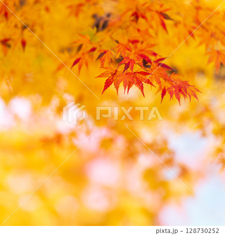 Red leaves (maple trees) and yellow leaves (ginkgo trees) in autumn season near Kyoto, Japan. 128730252