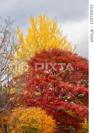 Red leaves (maple trees) and yellow leaves (ginkgo trees) in autumn season near Kyoto, Japan. 128730253