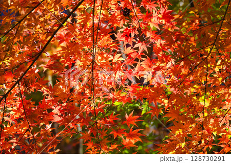 鎌倉 一条恵観山荘の美しい紅葉(神奈川県鎌倉市) 鎌倉 一条恵観山荘の美しい紅葉(神奈川県鎌倉市) 128730291