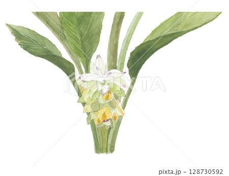 水彩で描いたウコンの花 水彩で描いたウコンの花 128730592