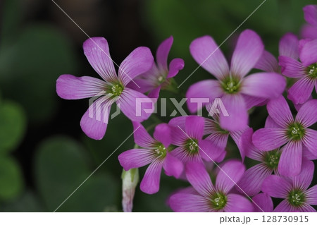 道端に咲くピンク色の花 128730915