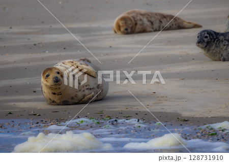 Charming Seals Gracefully Relaxing on the Beach in a Peaceful Coastal Environment Charming Seals Gracefully Relaxing on the Beach in a Peaceful Coastal Environment 128731910