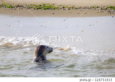 A Curious Seal Swimming Gracefully Near the Beautiful Shoreline of the Ocean Surf A Curious Seal Swimming Gracefully Near the Beautiful Shoreline of the Ocean Surf 128731913