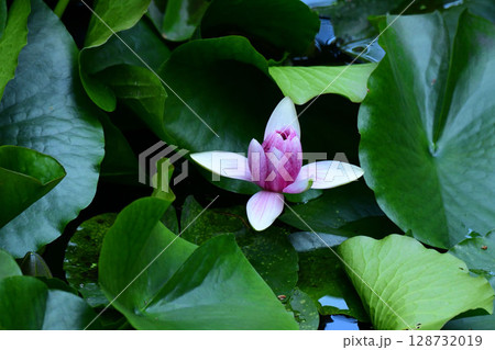 開き始めのスイレン 128732019