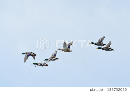 低く飛ぶ冬のマガモ 低く飛ぶ冬のマガモ 128732036