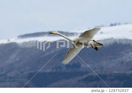 ひらりと舞い降りてきた白鳥 128732037