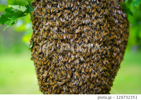 Honeybee Swarm Clustering on a Tree Branch, Natural Bee Colony Formation in Spring Honeybee Swarm Clustering on a Tree Branch, Natural Bee Colony Formation in Spring 128732351