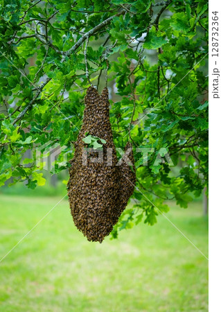 Honey Bee Swarm Hanging From Branch A Natural Phenomenon of Beehive Relocation In Spring. Honey Bee Swarm Hanging From Branch A Natural Phenomenon of Beehive Relocation In Spring. 128732364