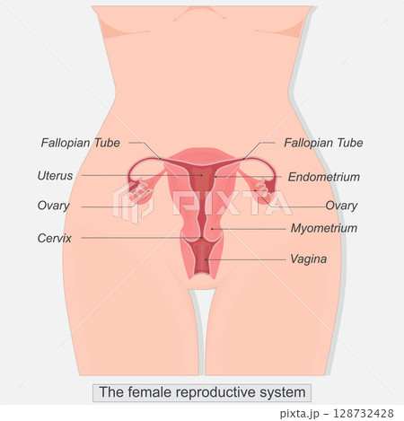 The female reproductive system consists of internal and external organs. The female reproductive system consists of internal and external organs. 128732428