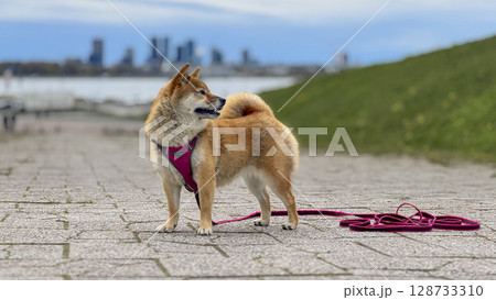 Adorable red Shiba Inu dog happily walking on lush green gras 128733310