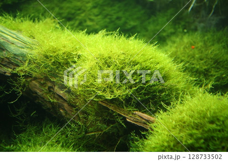 水槽の中の水草 128733502