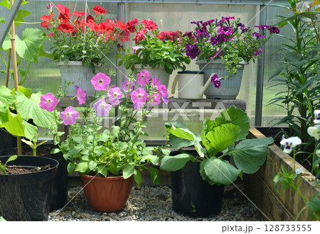 Still life with beautiful potted flowers of petunia and cappage in the garden greenhouse. Spring and summer botanical and farming background with gardening objects, vintage home and retro concept Still life with beautiful potted flowers of petunia and cappage in the garden greenhouse. Spring and summer botanical and farming background with gardening objects, vintage home and retro concept 128733555