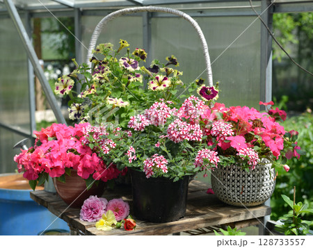 Still life with beautiful potted flowers of verbena and petunia in the garden greenhouse. Spring and summer botanical and farming background with gardening objects, vintage home and retro concept Still life with beautiful potted flowers of verbena and petunia in the garden greenhouse. Spring and summer botanical and farming background with gardening objects, vintage home and retro concept 128733557