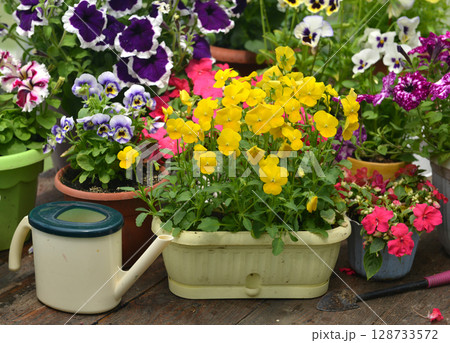 Still life with beautiful potted flowers of petunia and watering can in the garden greenhouse. Spring and summer botanical and farming background with gardening objects, vintage home concept 128733572