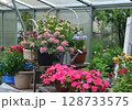 Still life with beautiful potted flowers of verbena and balsam in the garden greenhouse. Spring and summer botanical and farming background with gardening objects, vintage home and retro concept Still life with beautiful potted flowers of verbena and balsam in the garden greenhouse. Spring and summer botanical and farming background with gardening objects, vintage home and retro concept 128733575