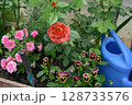 Still life with beautiful flowers of rose and pansy, watering can in the garden greenhouse. Spring and summer botanical and farming background with gardening objects, vintage home and retro concept Still life with beautiful flowers of rose and pansy, watering can in the garden greenhouse. Spring and summer botanical and farming background with gardening objects, vintage home and retro concept 128733576
