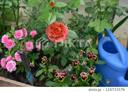 Still life with beautiful flowers of rose and pansy, watering can in the garden greenhouse. Spring and summer botanical and farming background with gardening objects, vintage home and retro concept 128733576