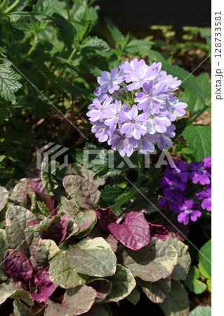 地植えのバーベナとアジュガ 128733581