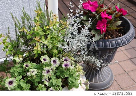 ペチュニアとサンパチェンスの寄せ鉢 ペチュニアとサンパチェンスの寄せ鉢 128733582