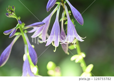 ギボウシ（擬宝珠）の花 128733782