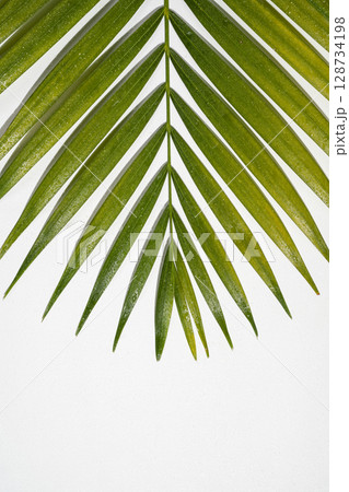 Tropical palm leaf with shadow isolated over a white background. Summer concept Tropical palm leaf with shadow isolated over a white background. Summer concept 128734198