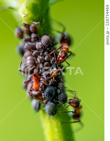 Macro close up of red wood ants (formica rufa) tending to black bean aphids (aphis sambuci) and collecting honeydew on an elderberry twig. 128734469