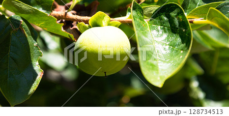 夏の日差しに照らされる青柿 夏の日差しに照らされる青柿 128734513