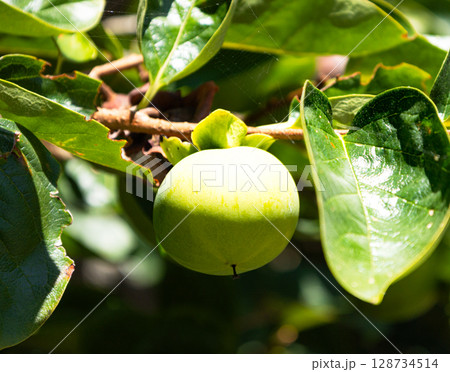 夏の日差しに照らされる青柿 128734514