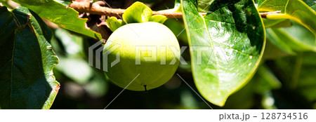 夏の日差しに照らされる青柿 夏の日差しに照らされる青柿 128734516